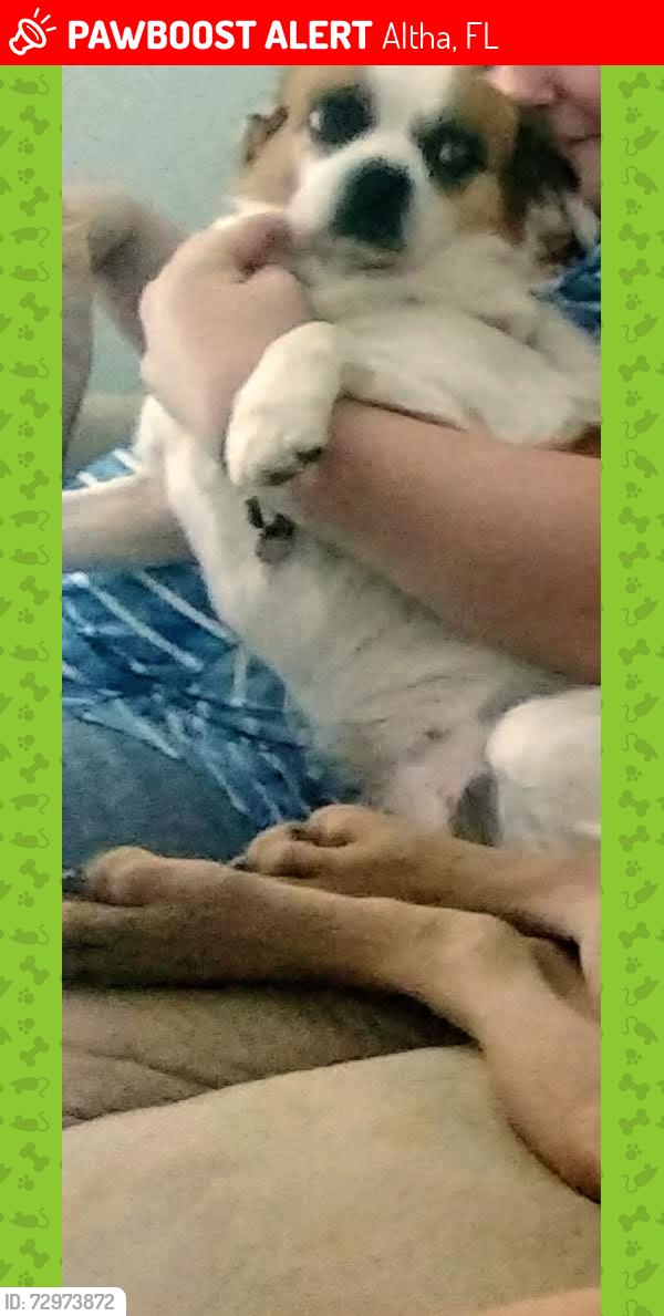 Lost Female Dog last seen Hwy 167 and 274, Altha, FL 32421