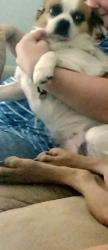 Lost Female Dog last seen Hwy 167 and 274, Altha, FL 32421
