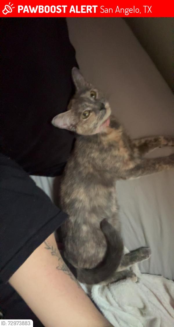 Lost Female Cat last seen Bradford park , San Angelo, TX 76903