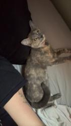 Lost Female Cat last seen Bradford park , San Angelo, TX 76903