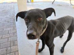 Found/Stray Female Dog last seen New bethel church , Miami-Dade County, FL 33176