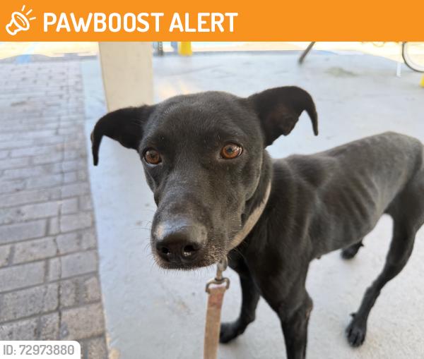 Found/Stray Female Dog last seen New bethel church , Miami-Dade County, FL 33176