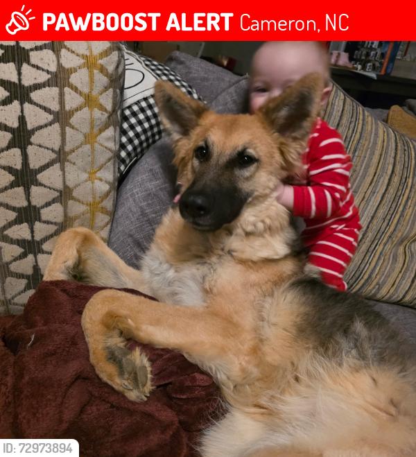 Lost Female Dog last seen Sunny sands, Cameron , Cameron, NC 28326