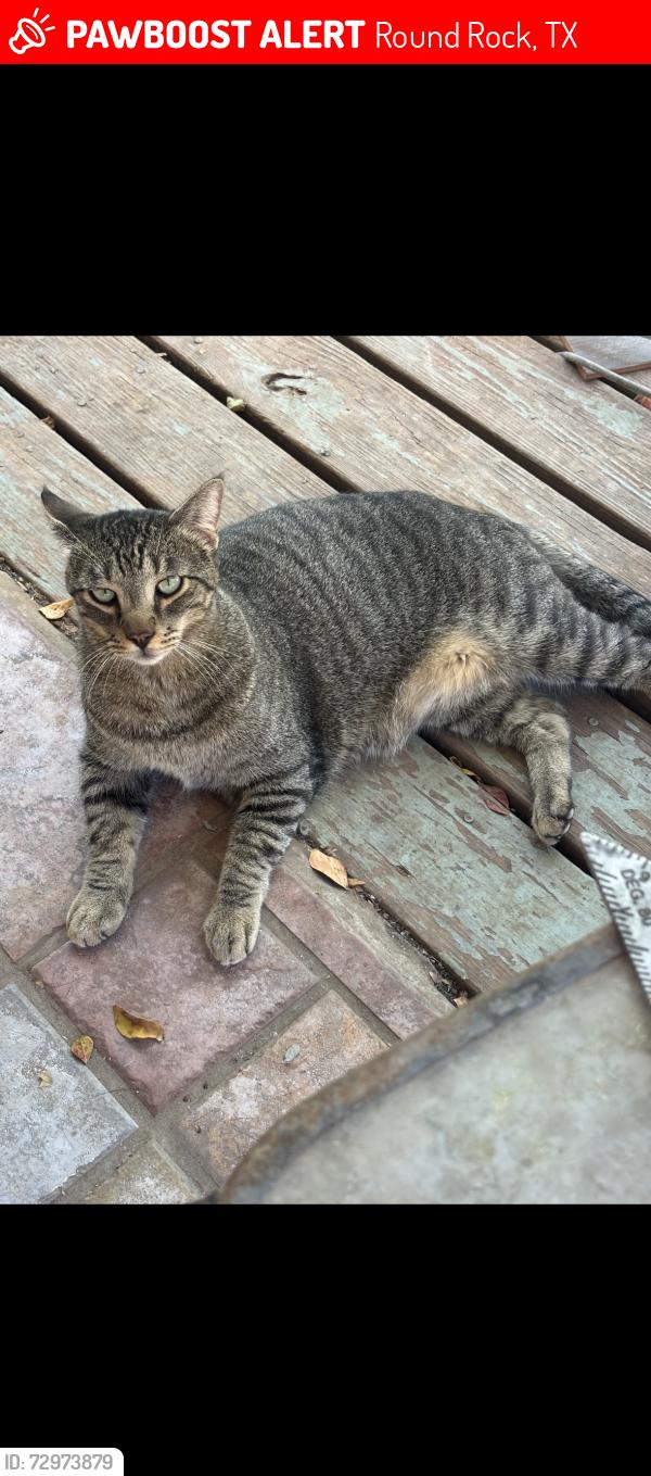 Lost Male Cat last seen Near stony point high school , Round Rock, TX 78664