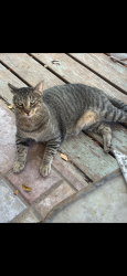 Lost Male Cat last seen Near stony point high school , Round Rock, TX 78664