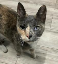 Reunited Female Cat last seen Near South Freeway, Fort Worth TX 76140, Fort Worth, TX 76140