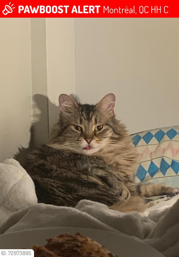 Lost Male Cat last seen Plateau Mont-Royal Des Érables/ Marie-Anne , Montréal, QC H2H 2C6