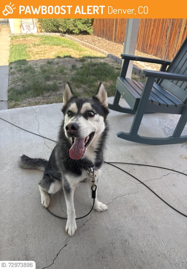 Found/Stray Male Dog last seen 28th and krameria , Denver, CO 80207