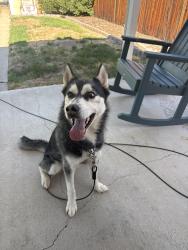 Found/Stray Male Dog last seen 28th and krameria , Denver, CO 80207