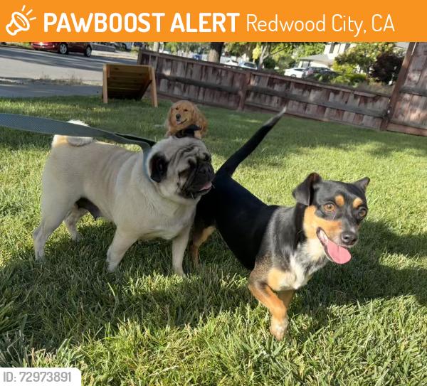 Found/Stray Female Dog last seen Virginia Ave and Redwood Ave, Redwood City, CA 94061