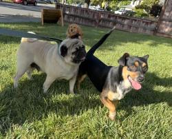 Found/Stray Female Dog last seen Virginia Ave and Redwood Ave, Redwood City, CA 94061