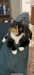 Lost Female Cat last seen Orange picker /brady, Jacksonville, FL 32223