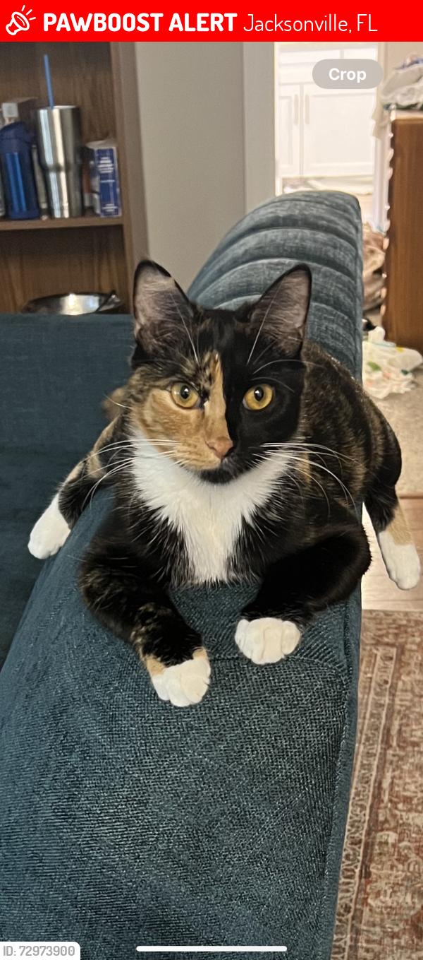 Lost Female Cat last seen Orange picker /brady, Jacksonville, FL 32223