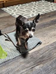 Lost Female Dog last seen Schadt and Dewey , Fort Worth, TX 76106
