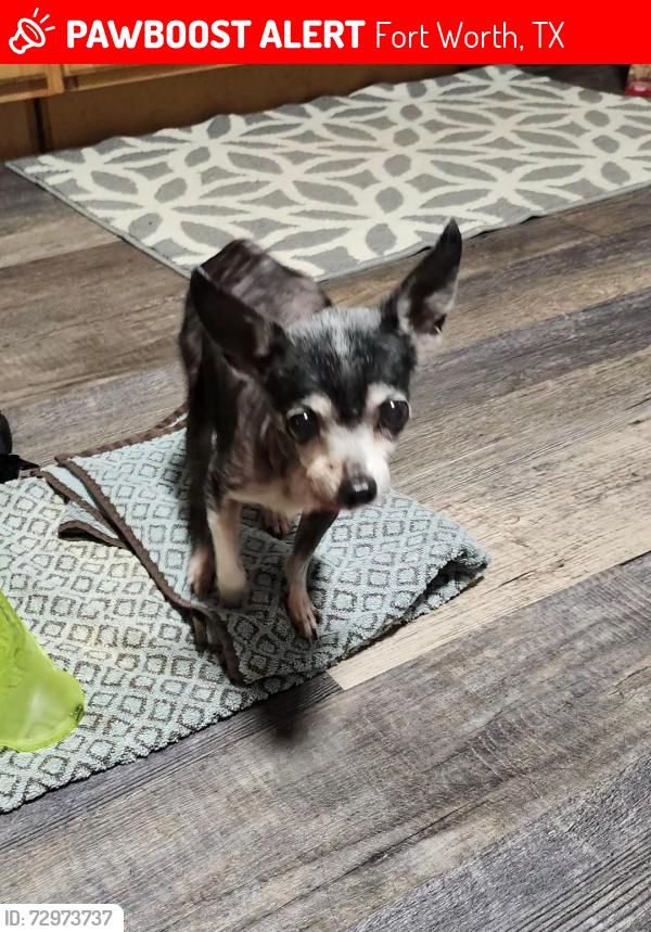 Lost Female Dog last seen Schadt and Dewey , Fort Worth, TX 76106