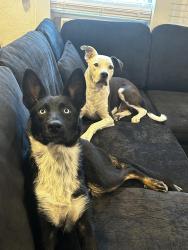 Lost Male Dog last seen Fannin st and Ave B Denton TX, Denton, TX 76210