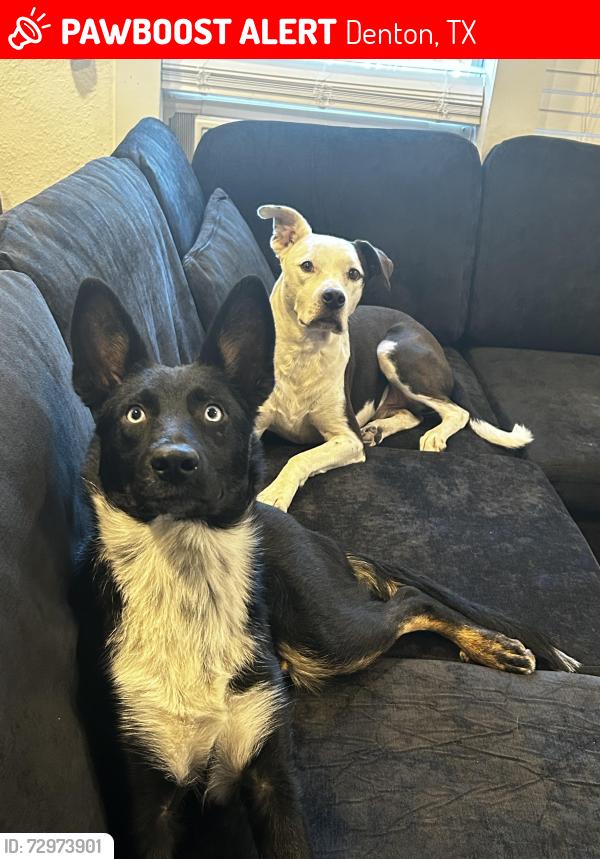Lost Male Dog last seen Fannin st and Ave B Denton TX, Denton, TX 76210