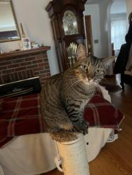 Lost Male Cat last seen Near east my rd. Knoxville Md 21758, Knoxville, MD 21758