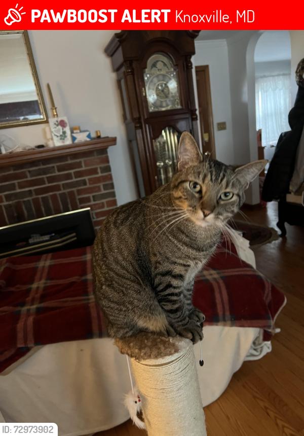 Lost Male Cat last seen Near east my rd. Knoxville Md 21758, Knoxville, MD 21758