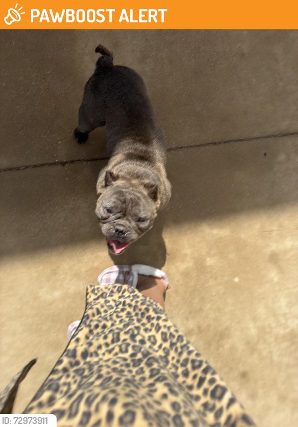 Found/Stray Female Dog last seen Passage Way, Bear Creek Ranch, TX 75146