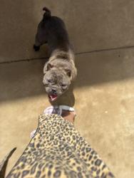 Found/Stray Female Dog last seen Passage Way, Bear Creek Ranch, TX 75146