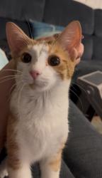 Found/Stray Male Cat last seen Airoso, Port St. Lucie, FL 34983