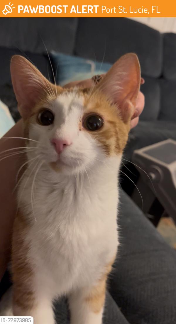 Found/Stray Male Cat last seen Airoso, Port St. Lucie, FL 34983