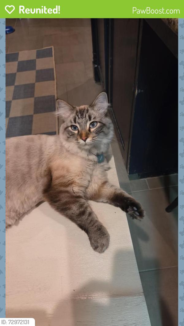 Reunited Male Cat last seen Belle and Sixth Street, Fort Worth, TX 76107