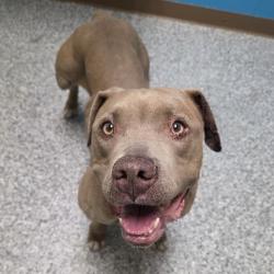 Shelter Stray Female Dog last seen , Cheyenne, WY 82007