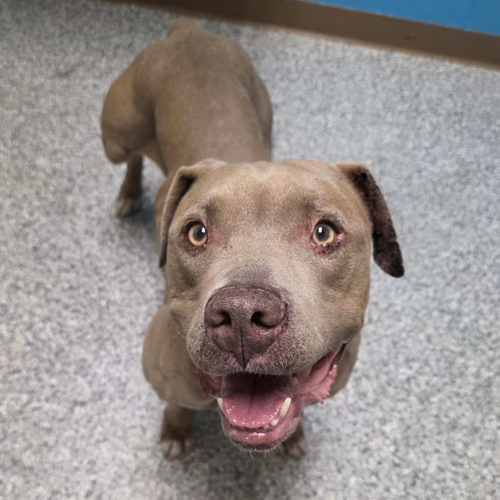 Shelter Stray Female Dog last seen , Cheyenne, WY 82007