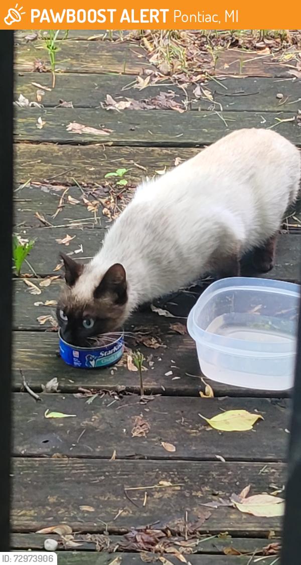Found/Stray Unknown Cat last seen Emerson st. Near perry st, Pontiac, MI 48340