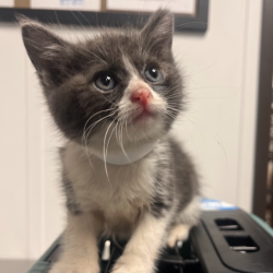 Shelter Stray Male Cat last seen , Hattiesburg, MS 39401