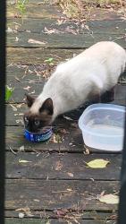 Found/Stray Unknown Cat last seen Emerson st. Near perry st, Pontiac, MI 48340
