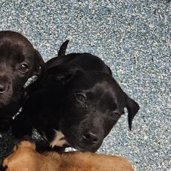 Shelter Stray Unknown Dog last seen , Greensboro, NC 27409