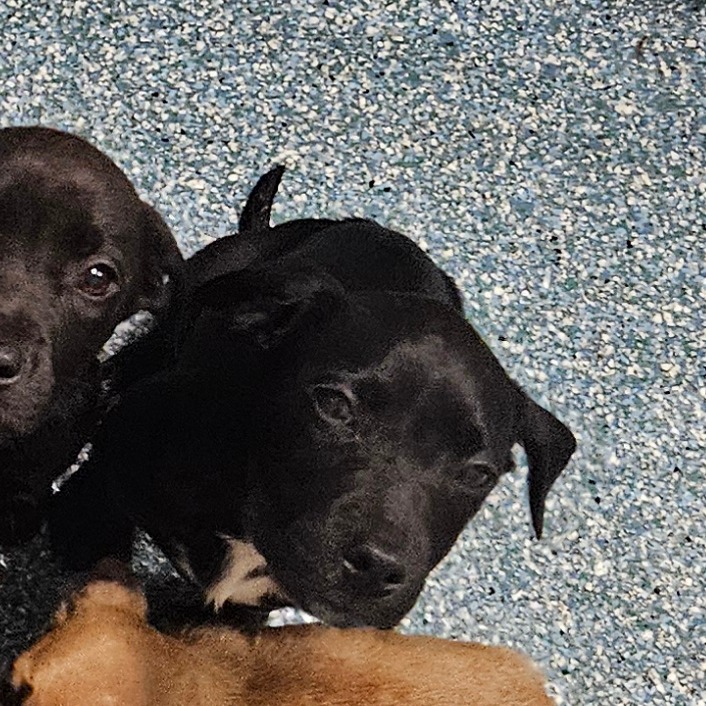 Shelter Stray Unknown Dog last seen , Greensboro, NC 27409