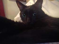 Reunited Male Cat last seen Legacy apmts , Athens, GA 30605
