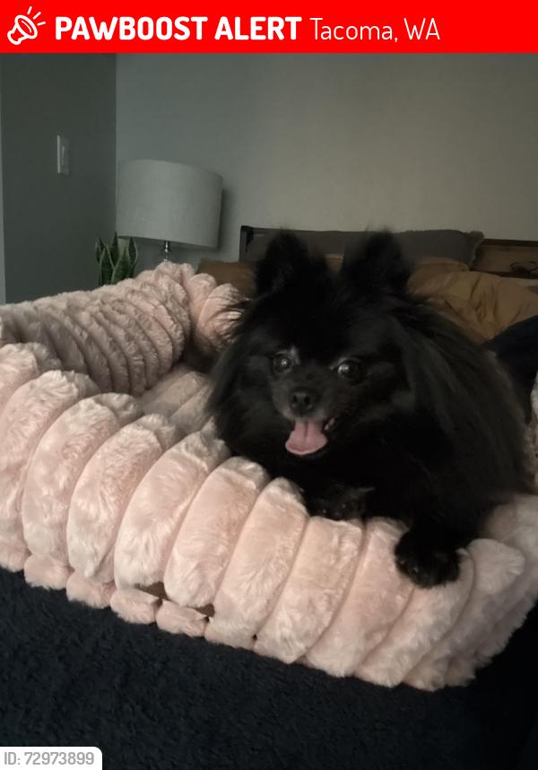 Lost Female Dog last seen Near S Thompson Ave Tacoma, WA  98408 United States, Tacoma, WA 98408