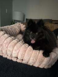 Lost Female Dog last seen Near S Thompson Ave Tacoma, WA  98408 United States, Tacoma, WA 98408