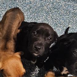 Shelter Stray Unknown Dog last seen , Greensboro, NC 27409
