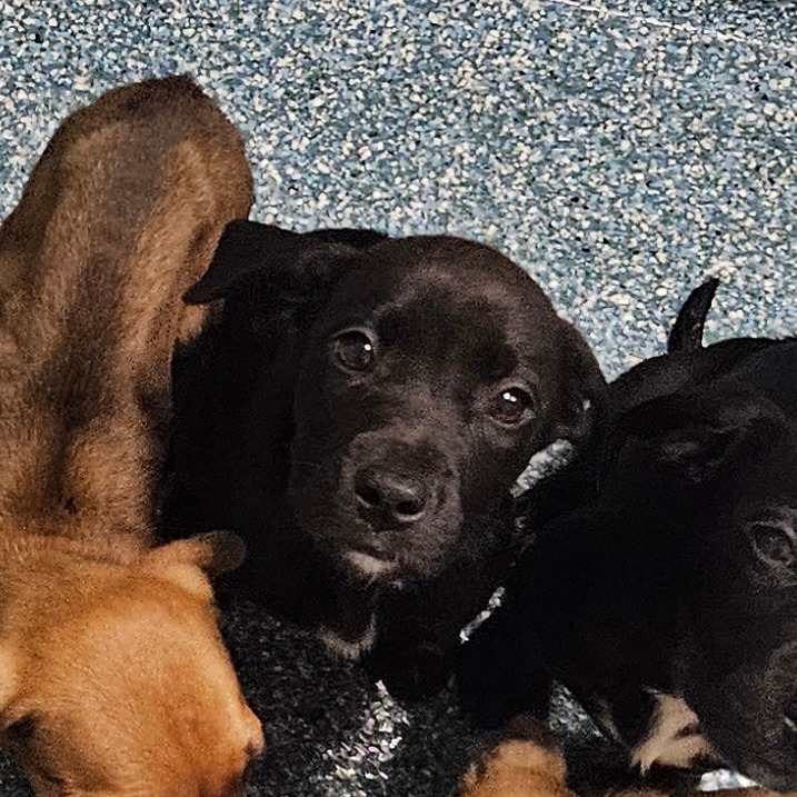 Shelter Stray Unknown Dog last seen , Greensboro, NC 27409
