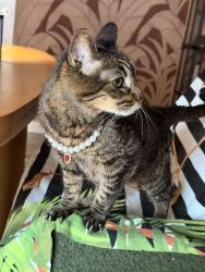 Reunited Female Cat last seen Near high knoll, Los Angeles, CA 91436