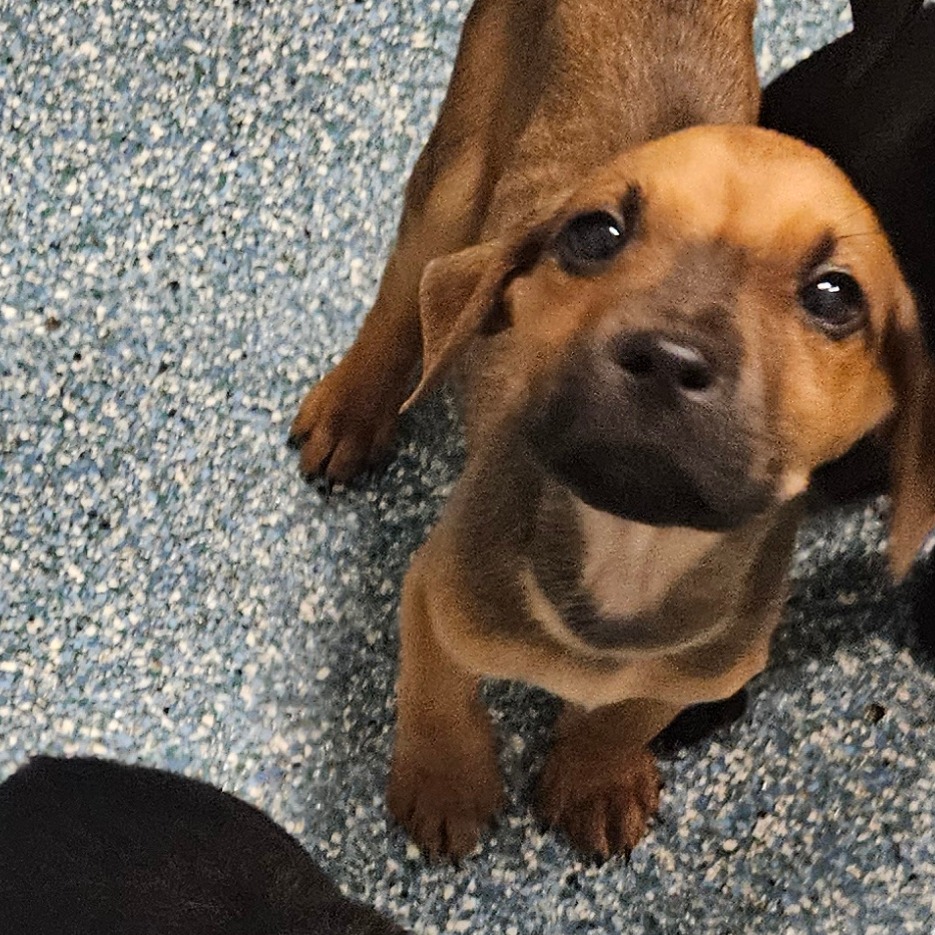 Shelter Stray Unknown Dog last seen , Greensboro, NC 27409