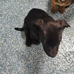 Shelter Stray Unknown Dog last seen , Greensboro, NC 27409