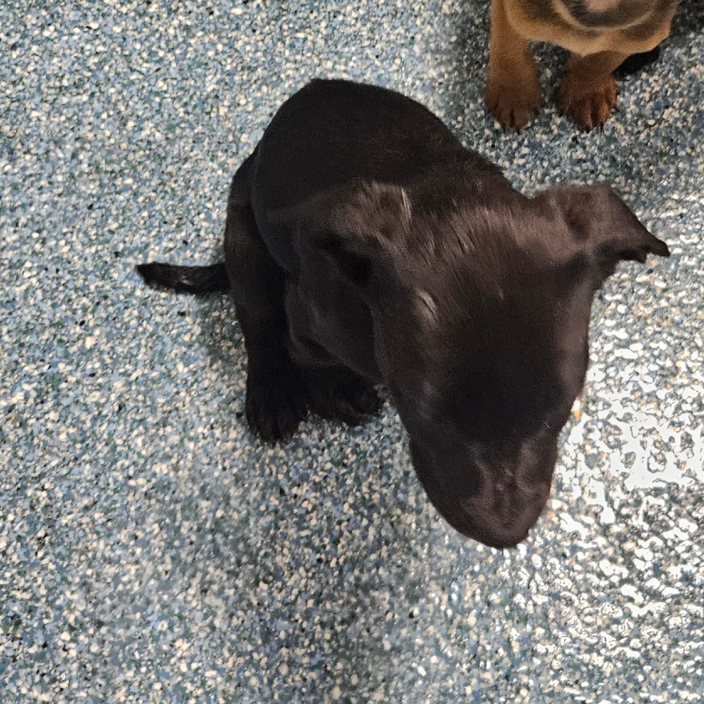 Shelter Stray Unknown Dog last seen , Greensboro, NC 27409