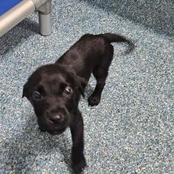 Shelter Stray Unknown Dog last seen , Greensboro, NC 27409