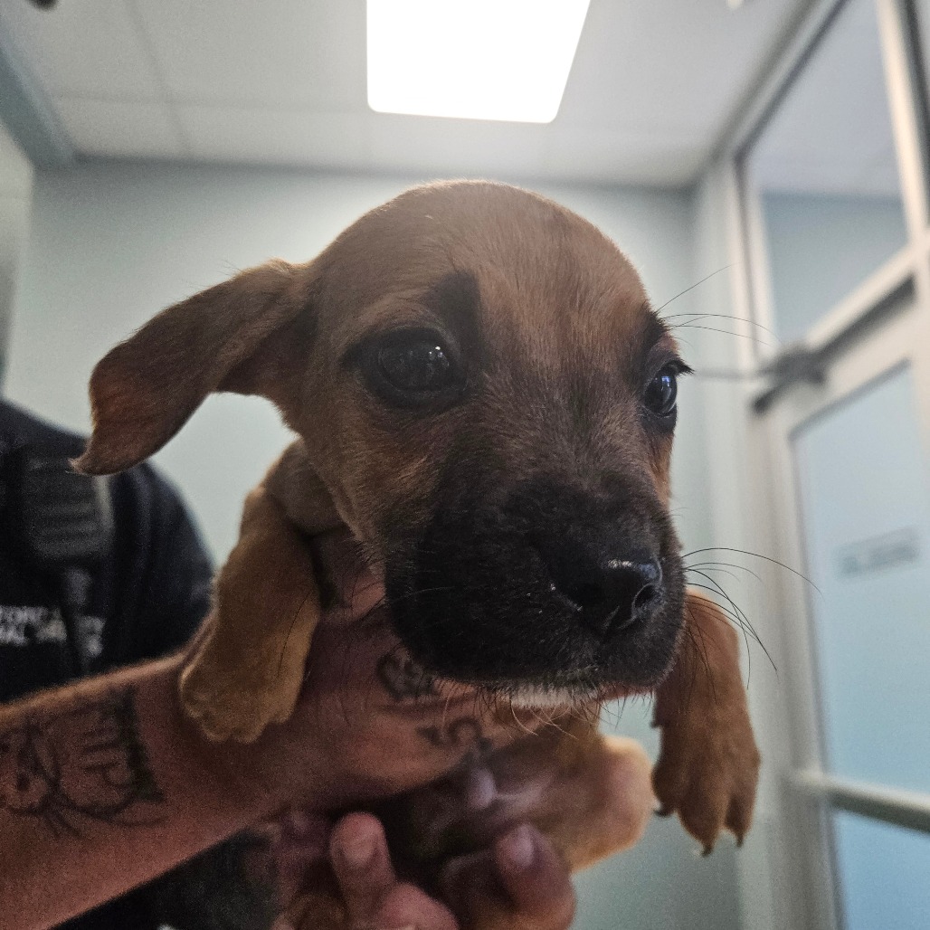 Shelter Stray Unknown Dog last seen , Greensboro, NC 27409