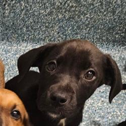 Shelter Stray Unknown Dog last seen , Greensboro, NC 27409