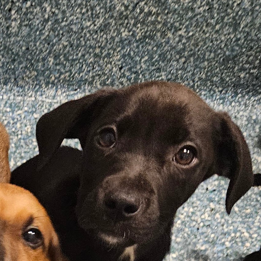 Shelter Stray Unknown Dog last seen , Greensboro, NC 27409