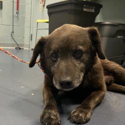 Shelter Stray Male Dog last seen , Greensboro, NC 27409