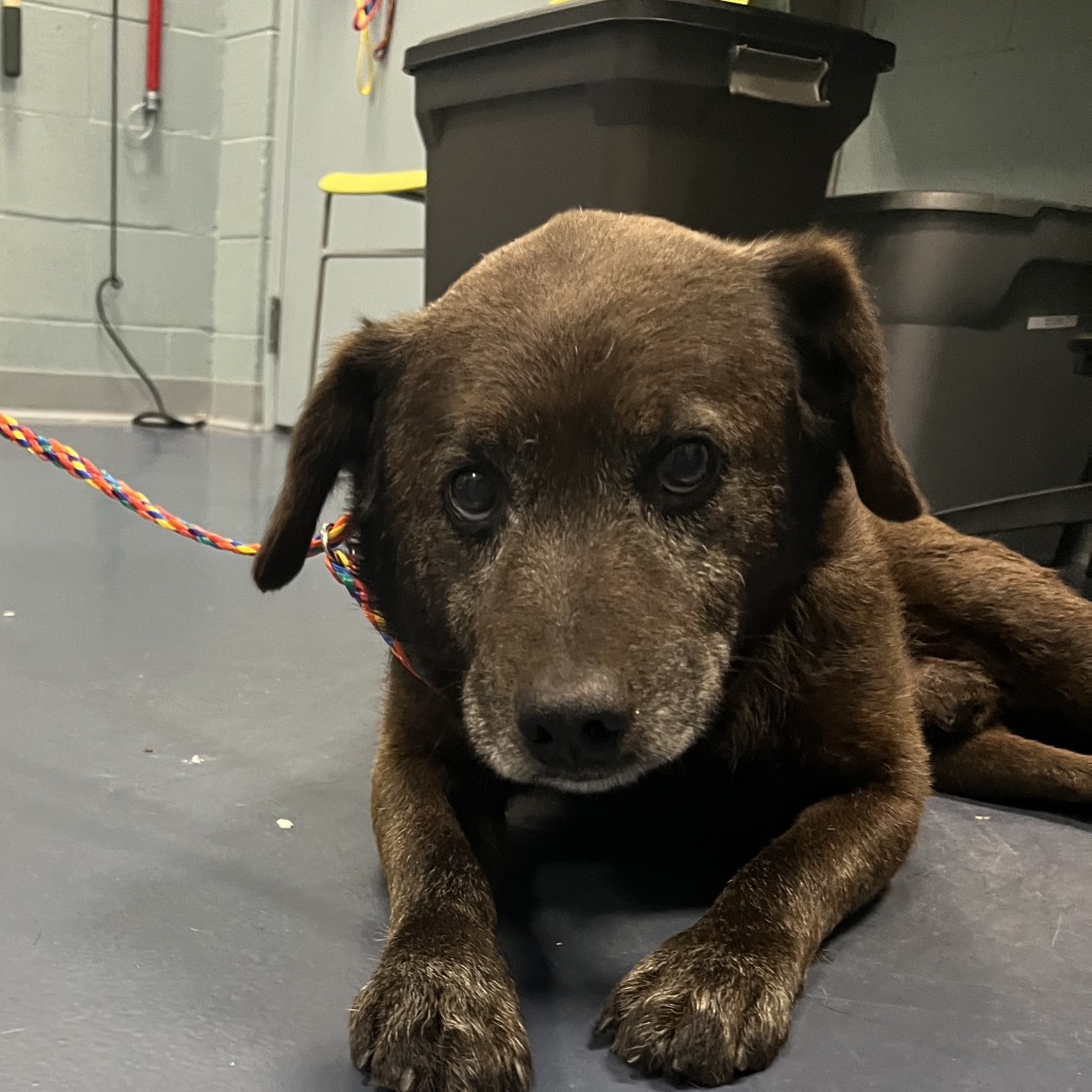 Shelter Stray Male Dog last seen , Greensboro, NC 27409